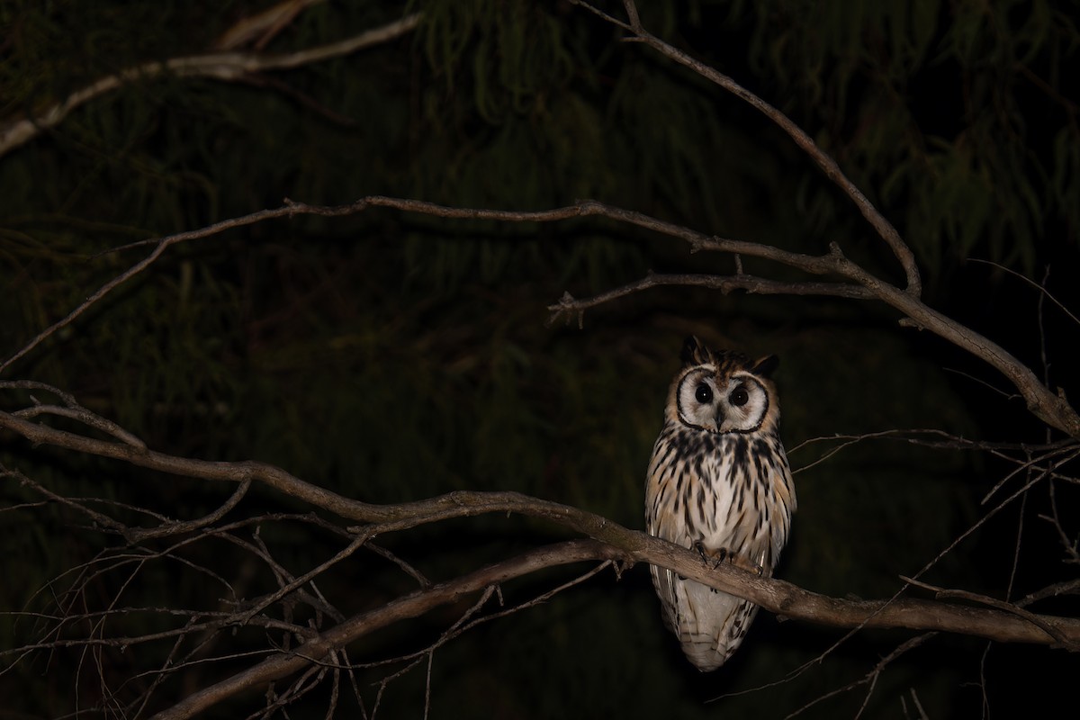 Striped Owl - ML368456281