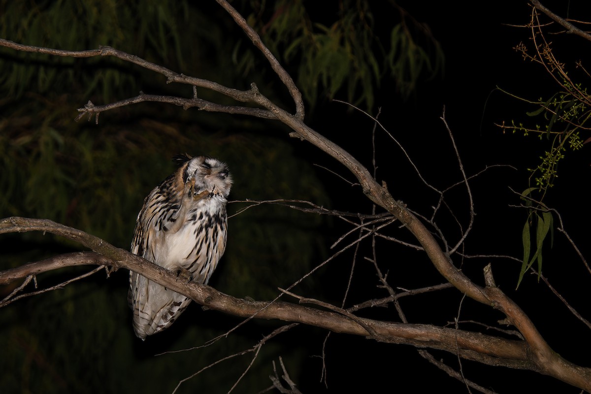 Striped Owl - ML368456291