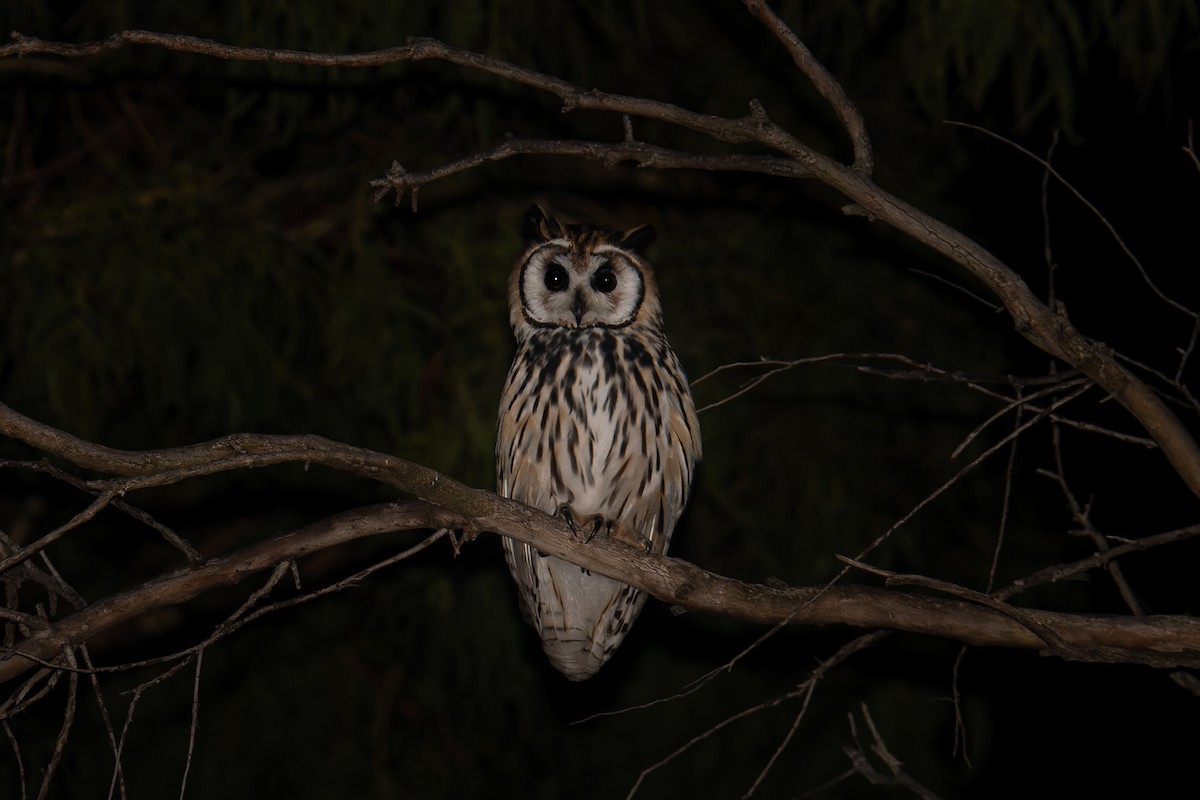 Striped Owl - ML368456301