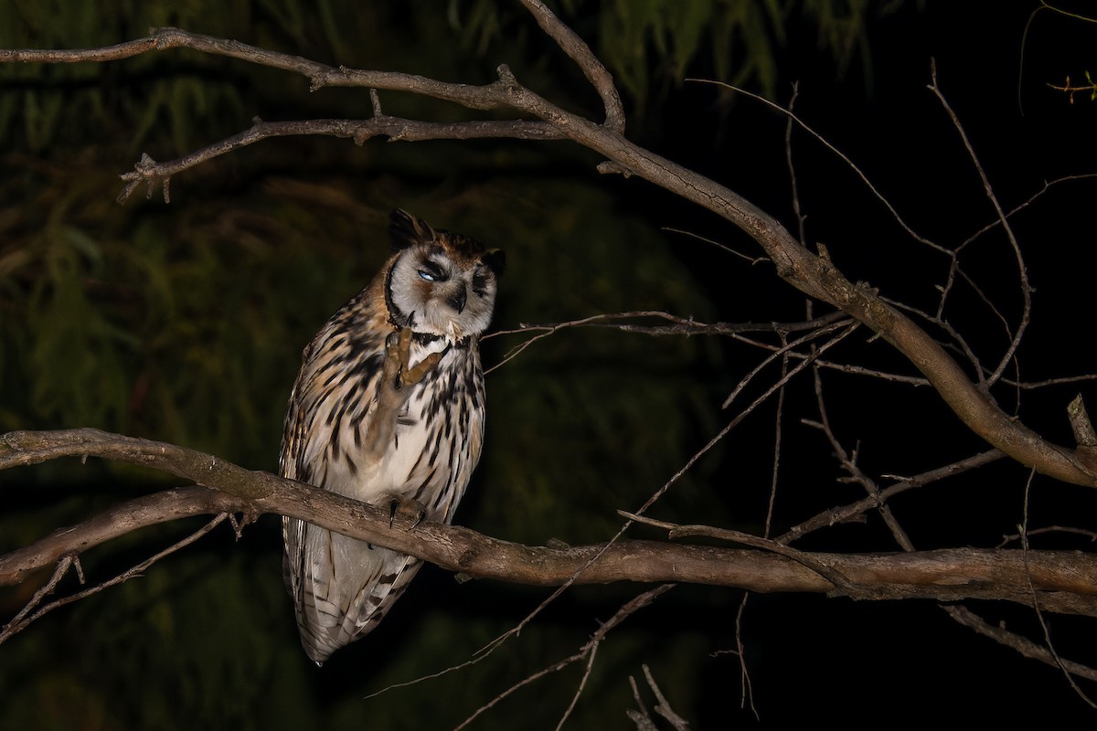 Striped Owl - ML368456321