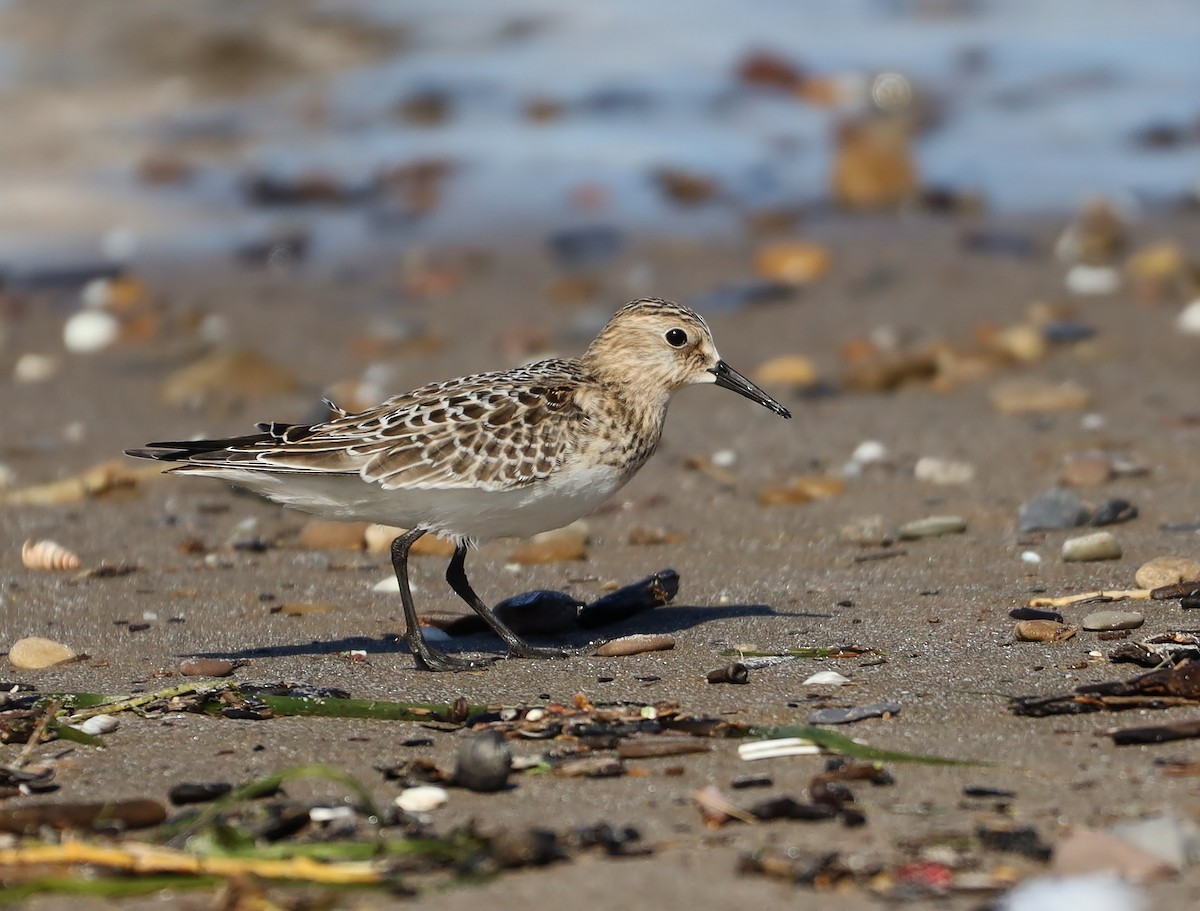 Baird's Sandpiper - Steven Pitt