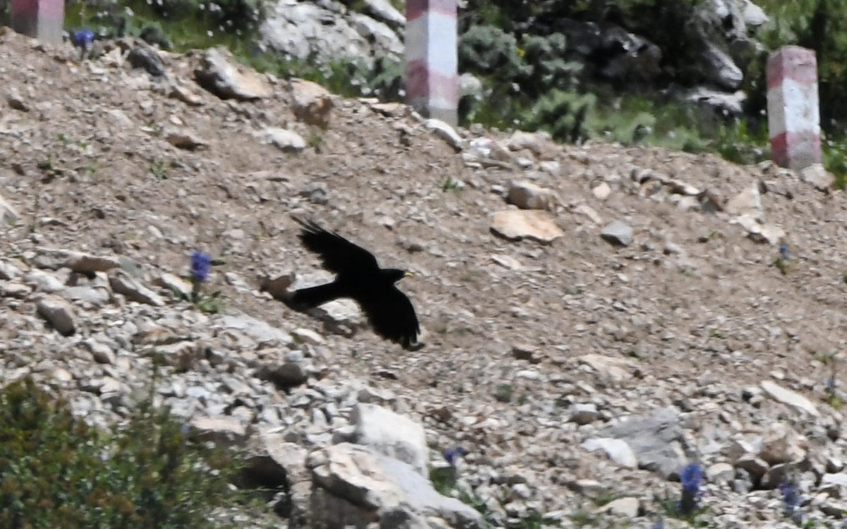 Yellow-billed Chough - ML368458111