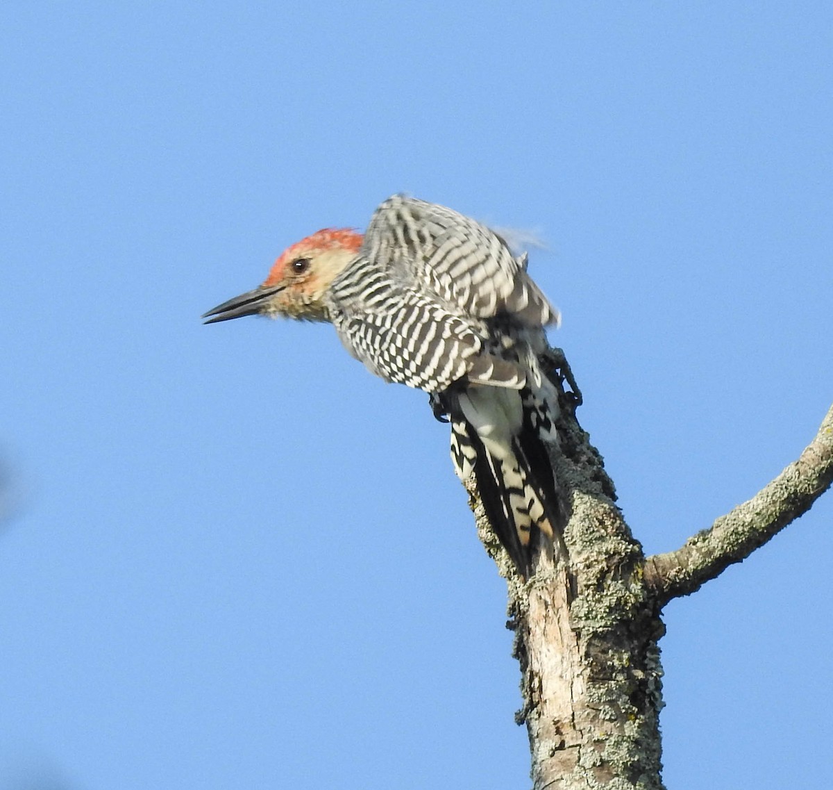 Red-bellied Woodpecker - ML368458771