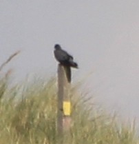 Stock Dove - ML368459641