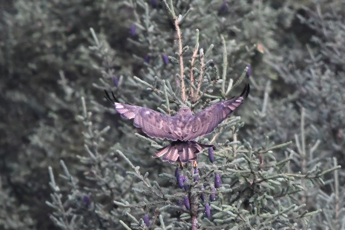 Himalayan Buzzard - ML368459851