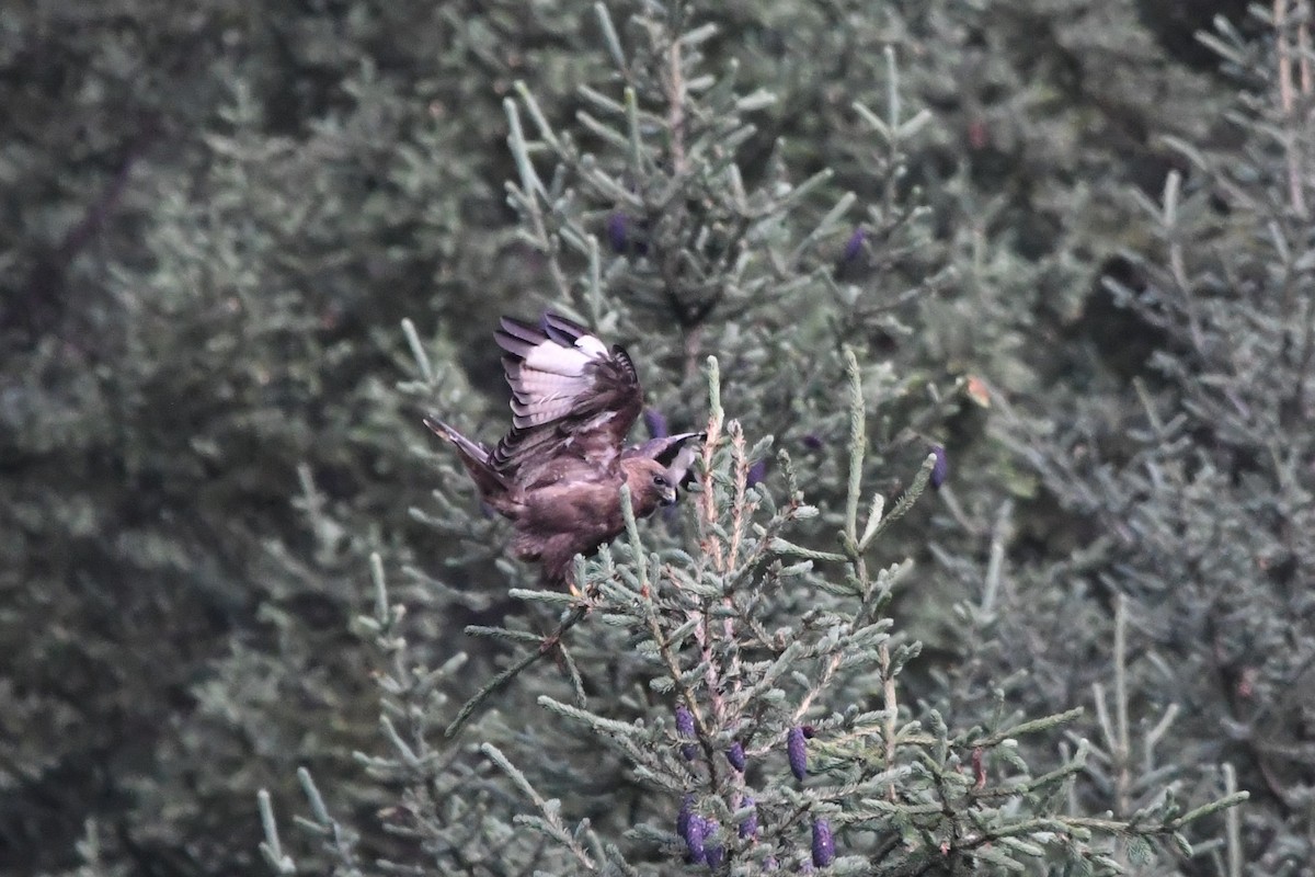 Himalayan Buzzard - Oriental Stork