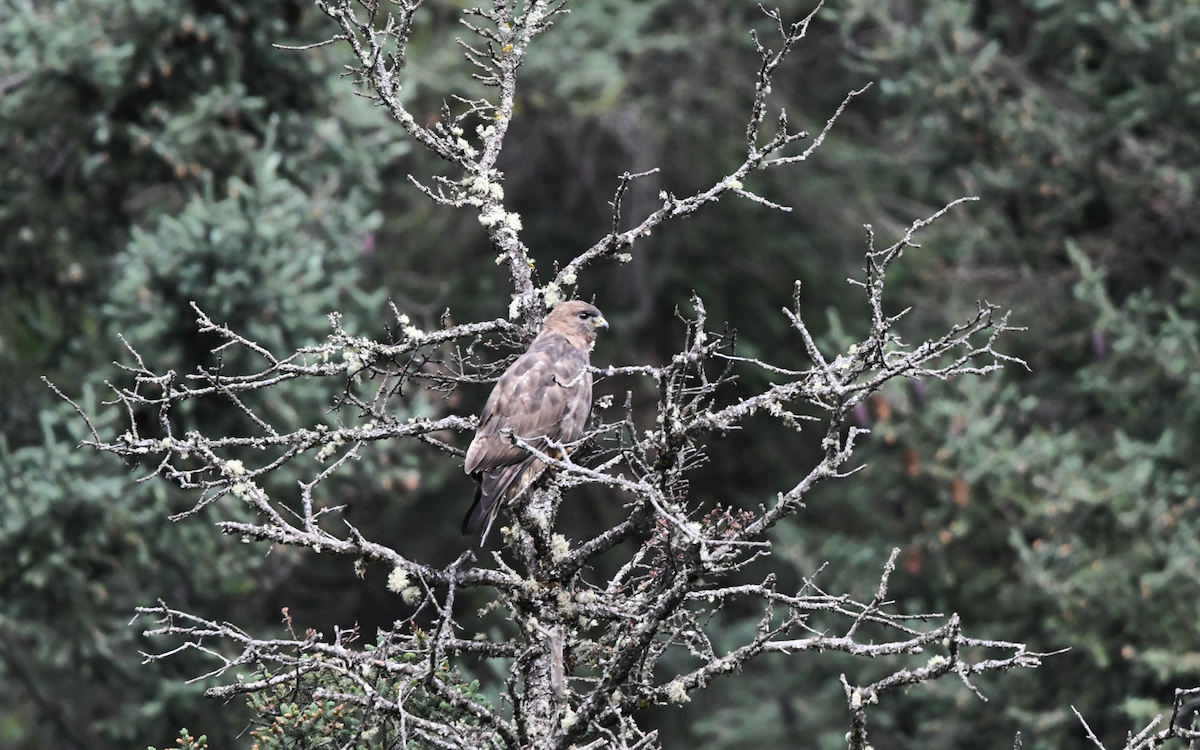 Himalayan Buzzard - ML368459881