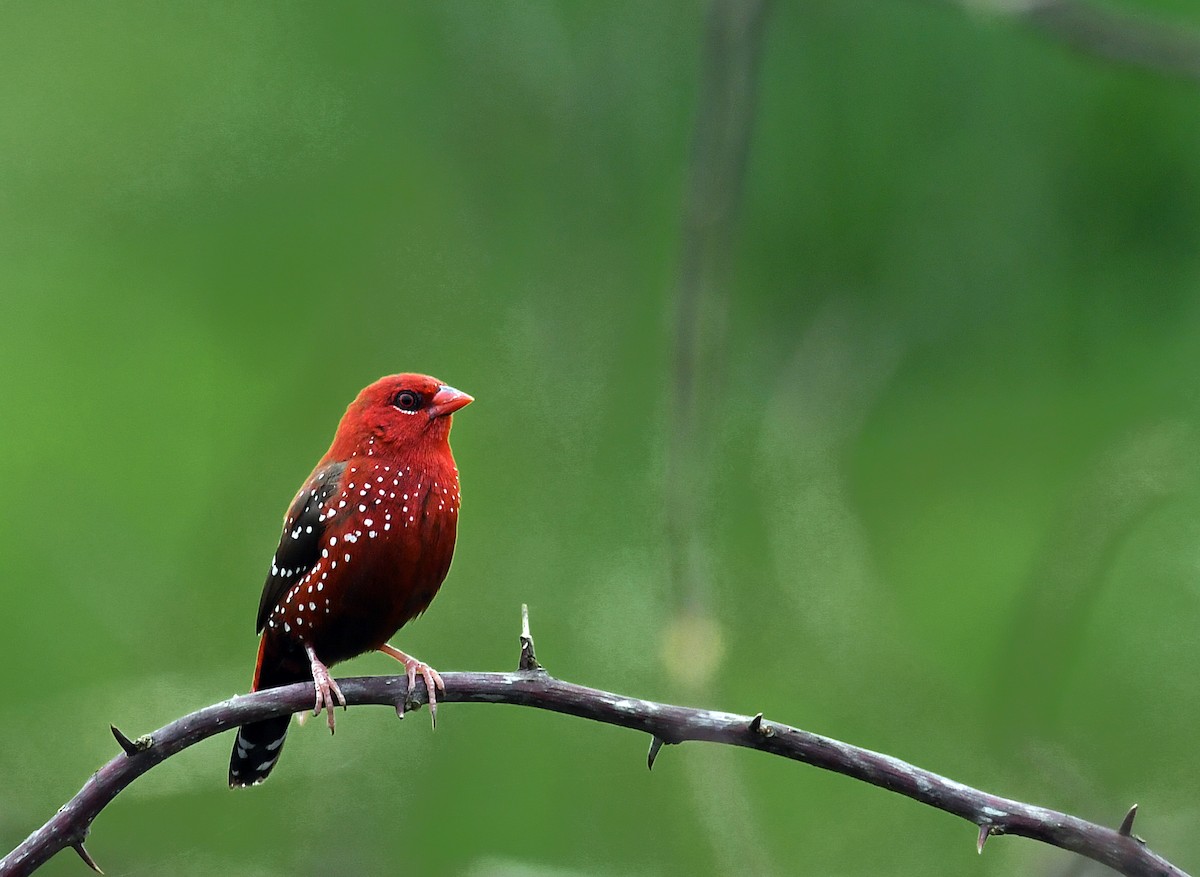 Red Avadavat - Lathish  R Nath