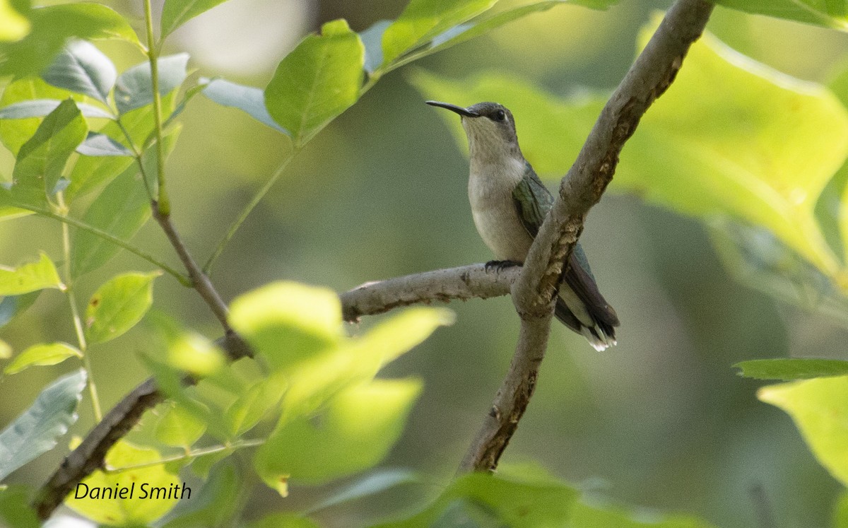 Ruby-throated Hummingbird - ML368461501