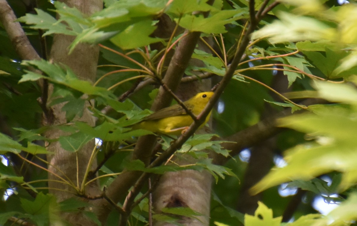 Wilson's Warbler - ML368462231