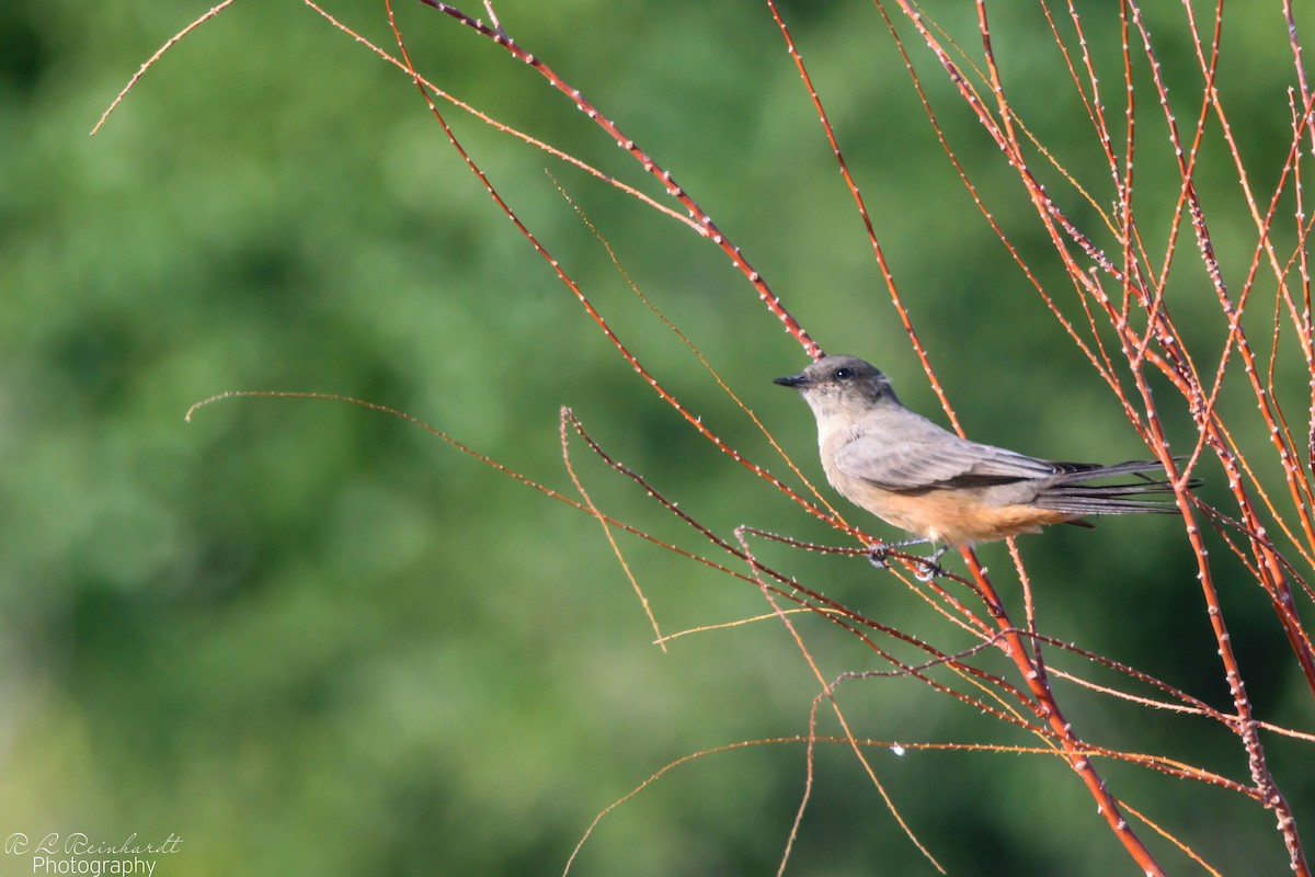 Say's Phoebe - ML368462641