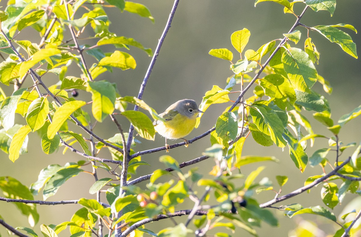 Nashville Warbler - Matthew Sabourin