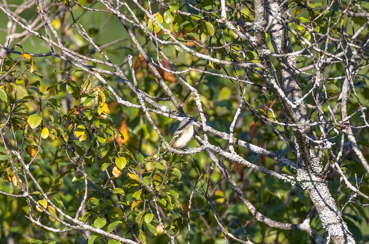 Blue-headed Vireo - Matthew Sabourin