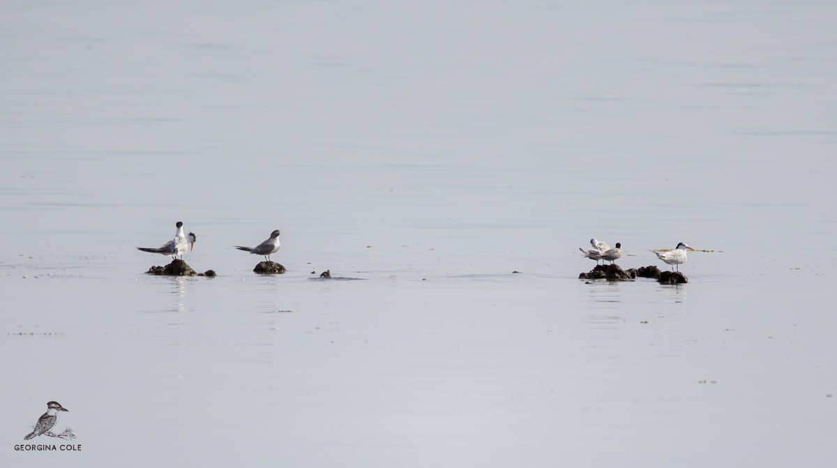 Lesser Crested Tern - Georgina Cole