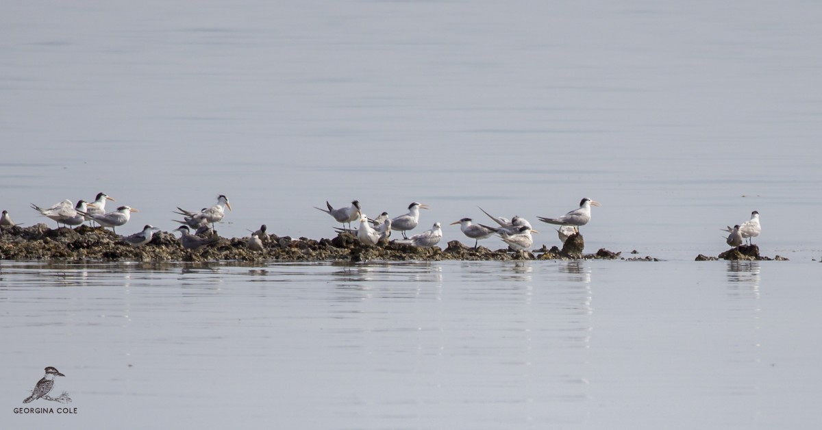 Lesser Crested Tern - Georgina Cole