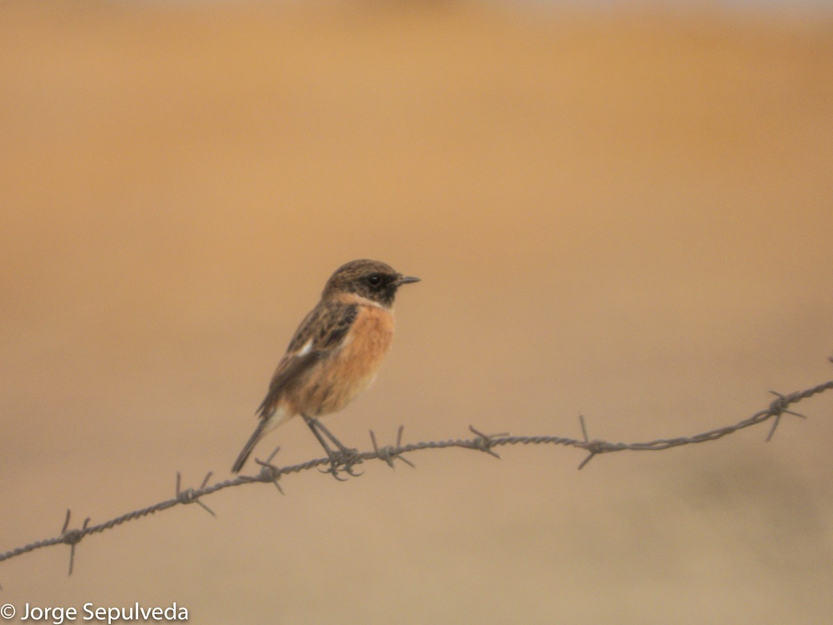 European Stonechat - Jorge Sepulveda