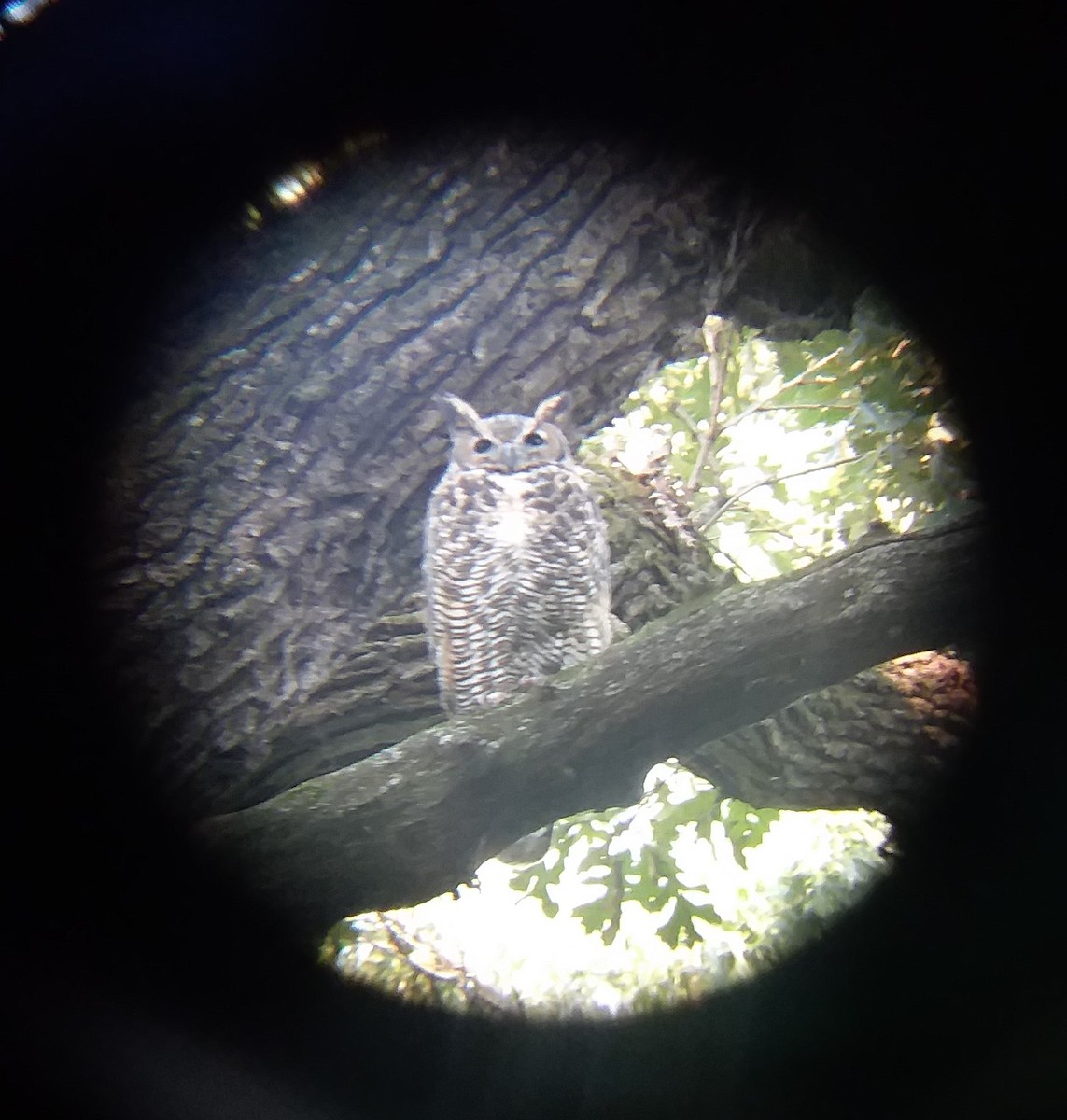 Great Horned Owl - ML368466091
