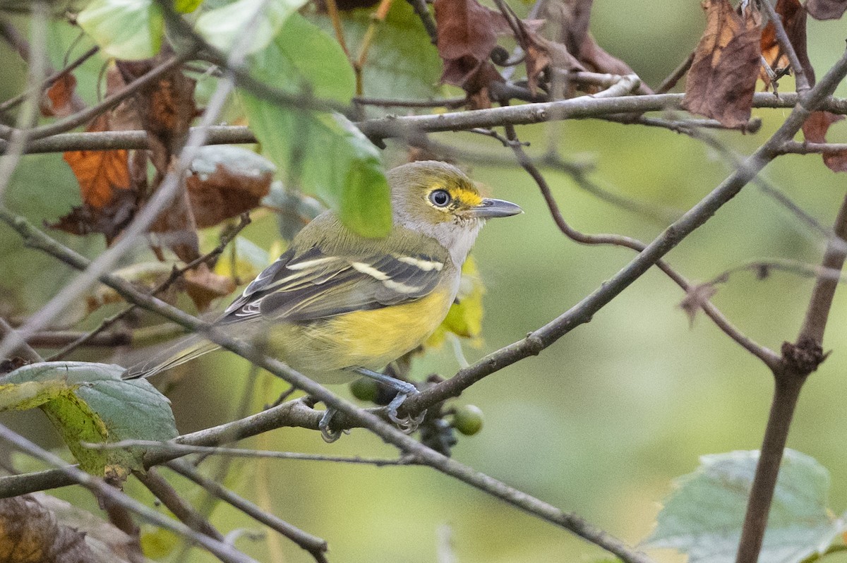 White-eyed Vireo - ML368466991