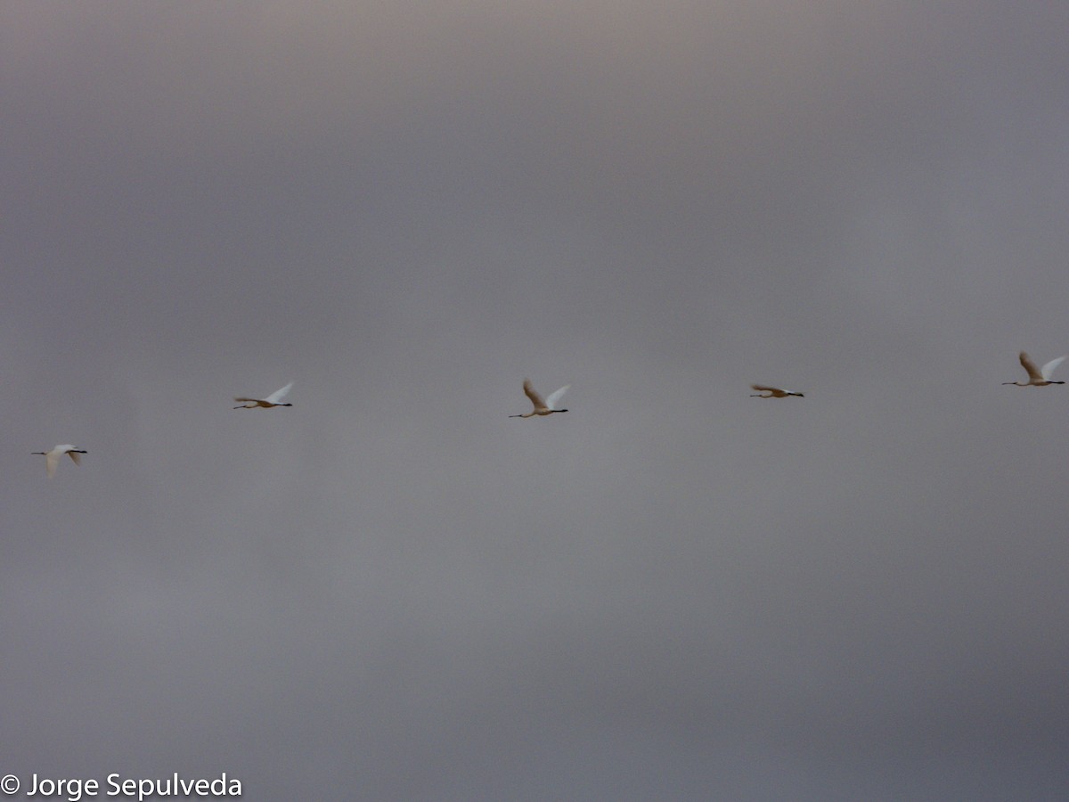 Eurasian Spoonbill - ML368468051