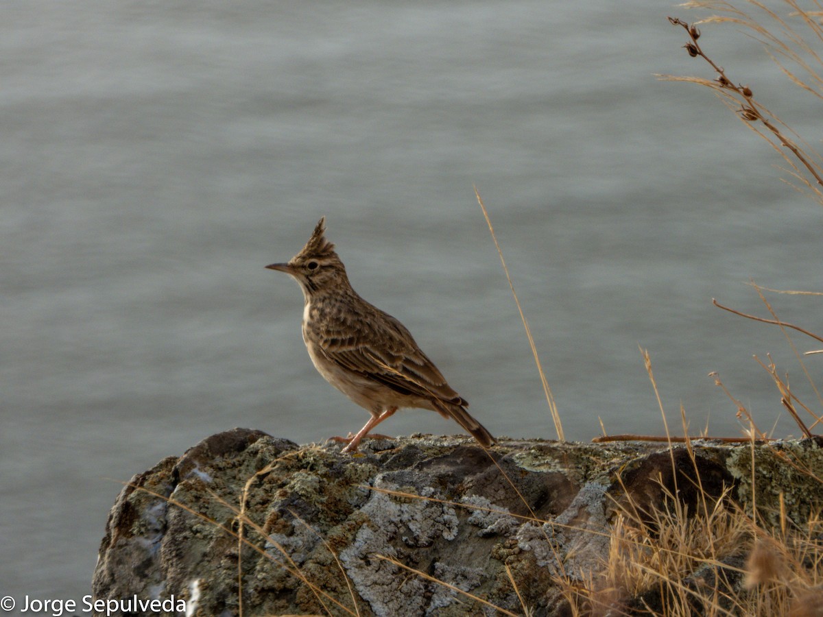 Crested Lark - ML368468321