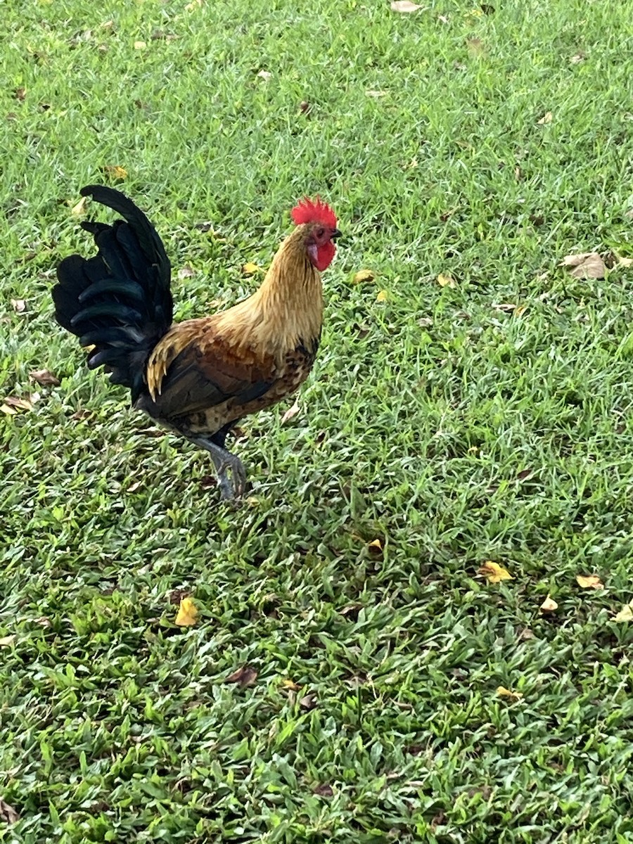 Red Junglefowl (Domestic type) - ML368469101