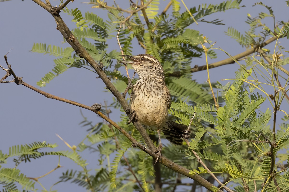 Cactus Wren - ML368470651