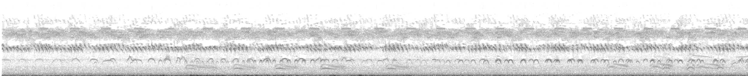 שלצדף אמריקני - ML368471241