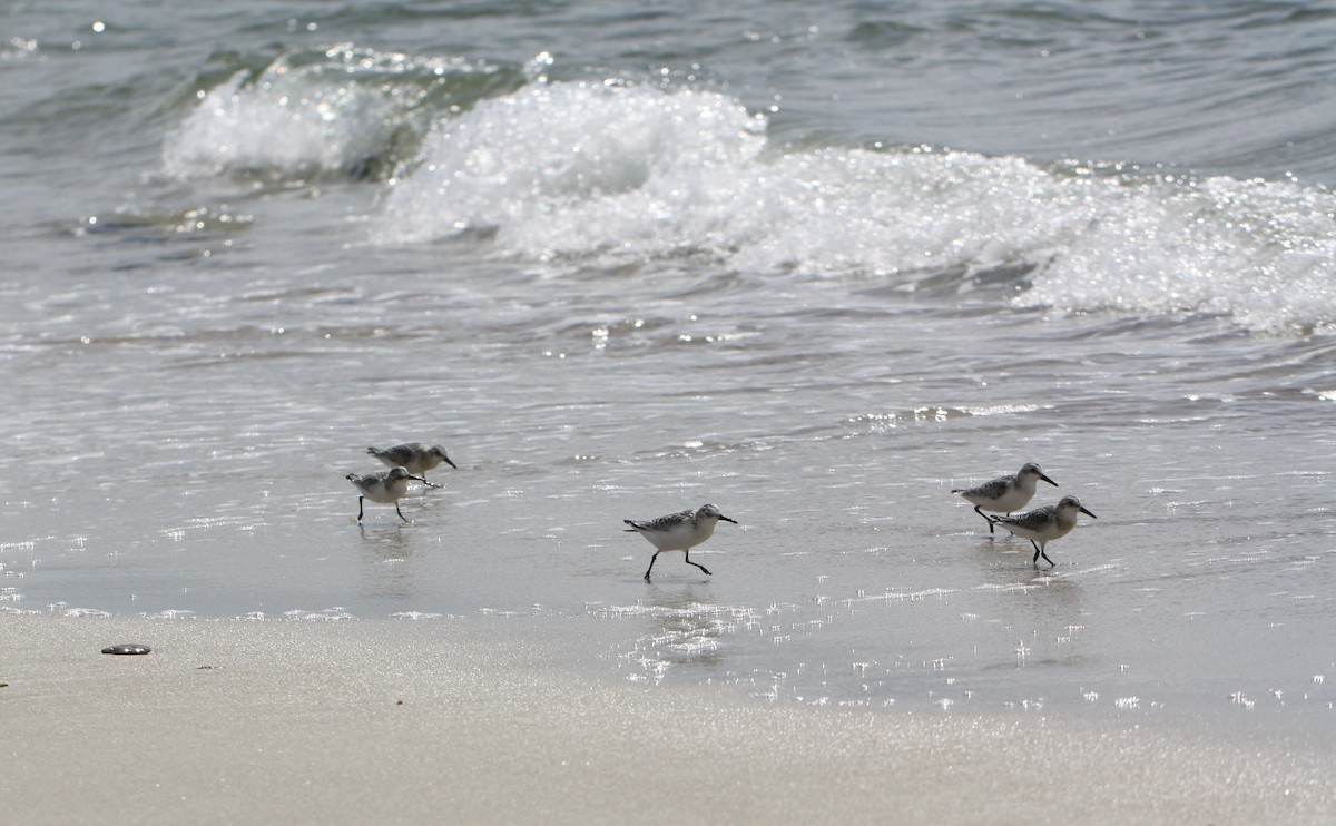 Bécasseau sanderling - ML368471341
