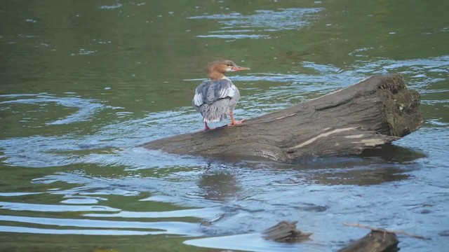 Common Merganser - ML368471371