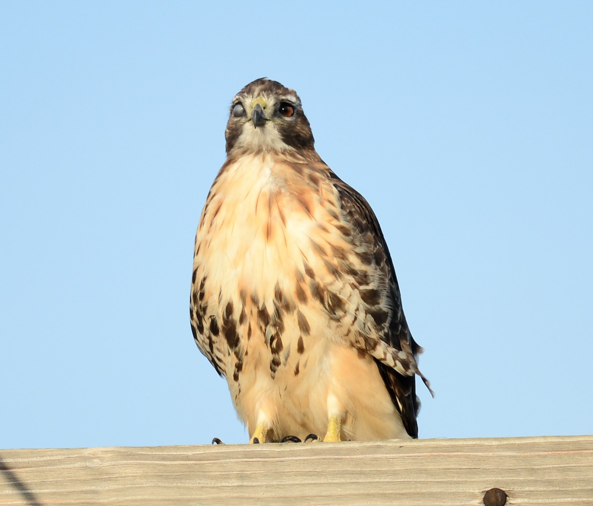 Red-tailed Hawk - ML36847151