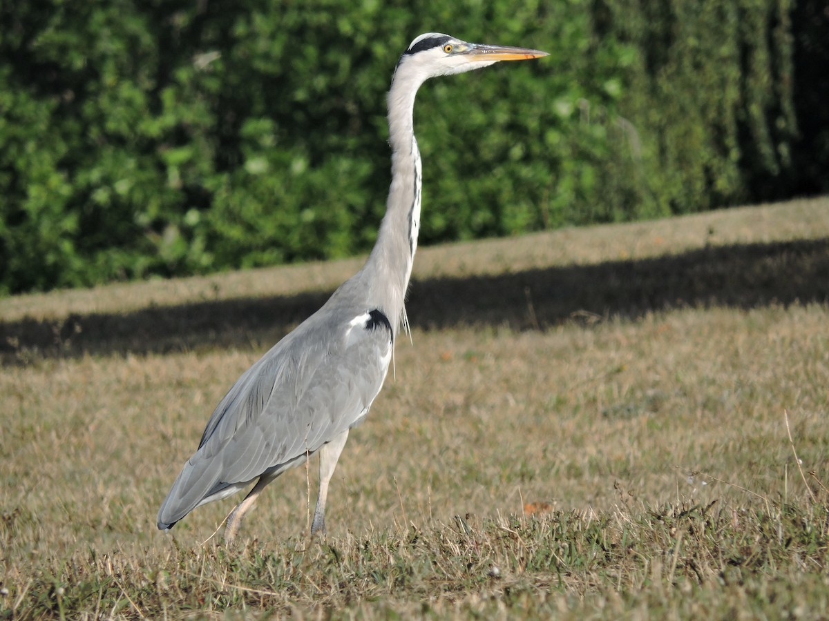 Graureiher - ML368471601