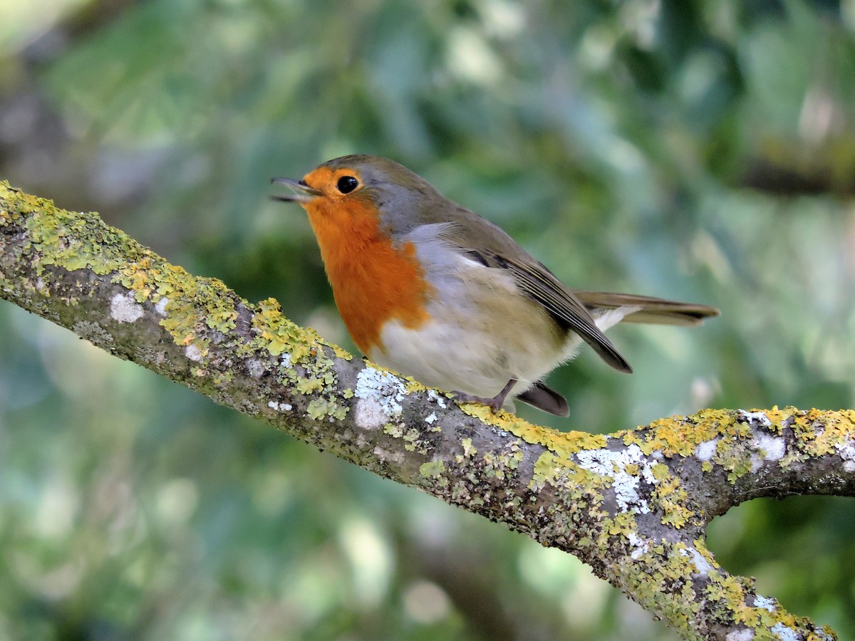 Rotkehlchen - ML368471661