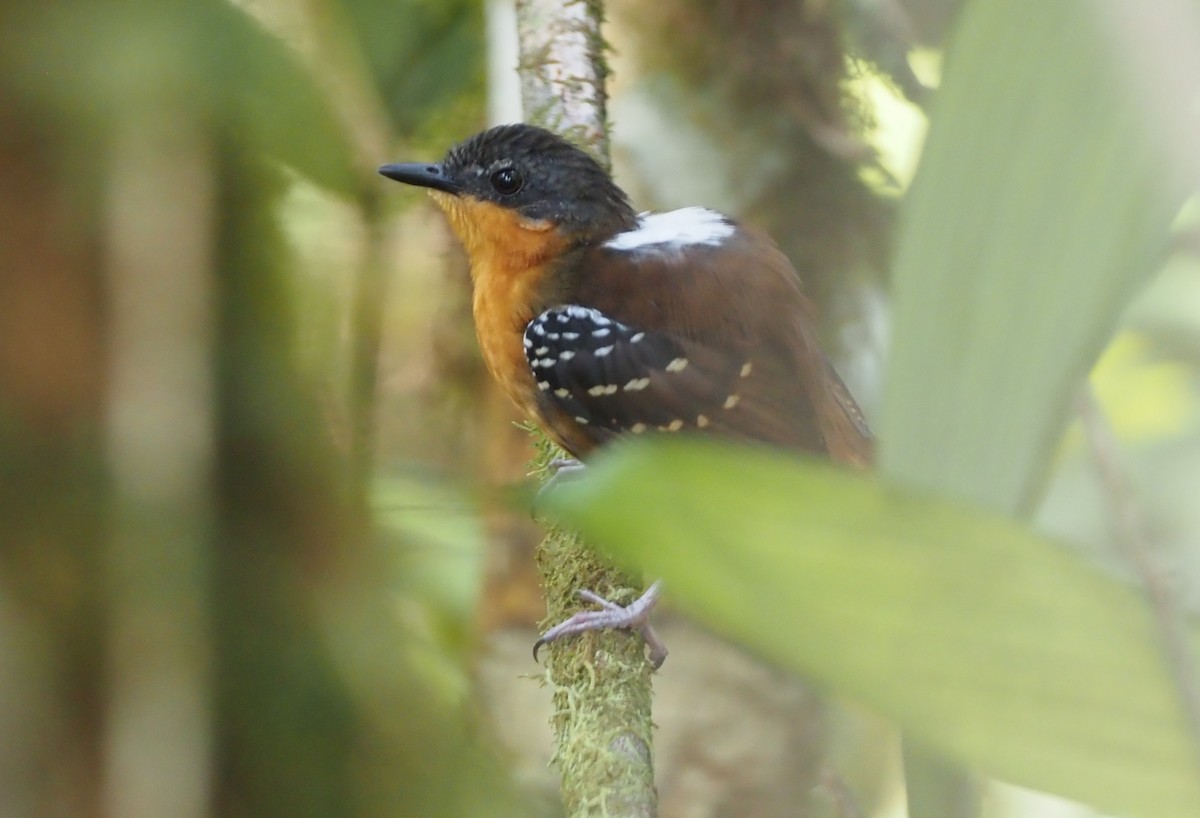 Zimmer's Antbird - Stephan Lorenz