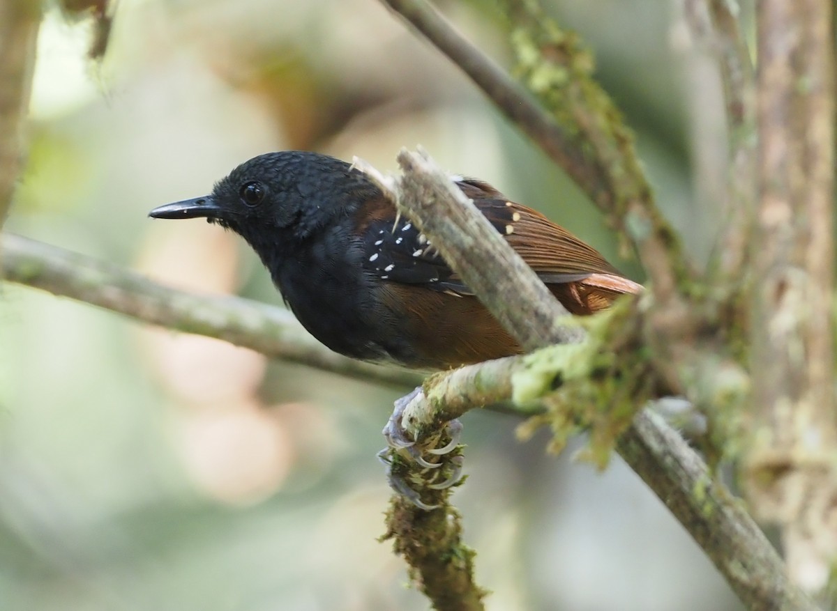 Zimmer's Antbird - Stephan Lorenz