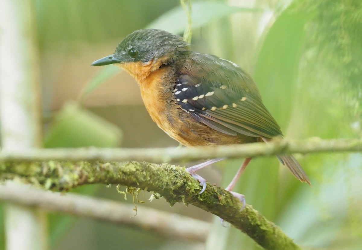 Zimmer's Antbird - Stephan Lorenz