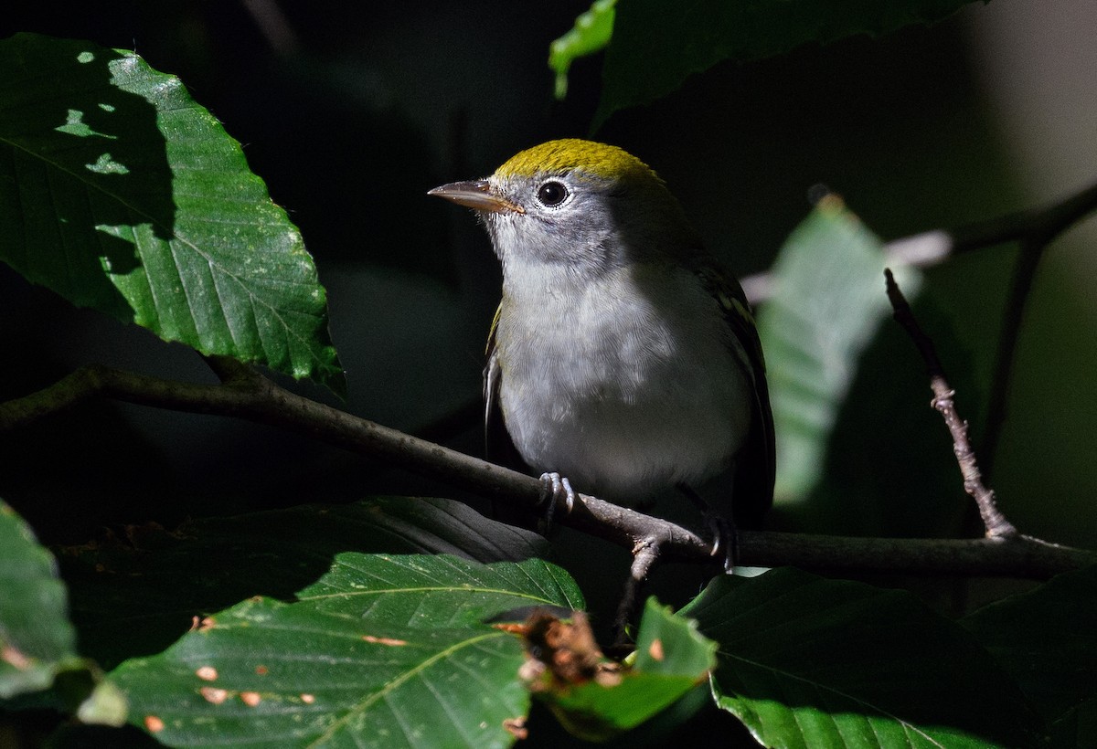 Chestnut-sided Warbler - ML368475851