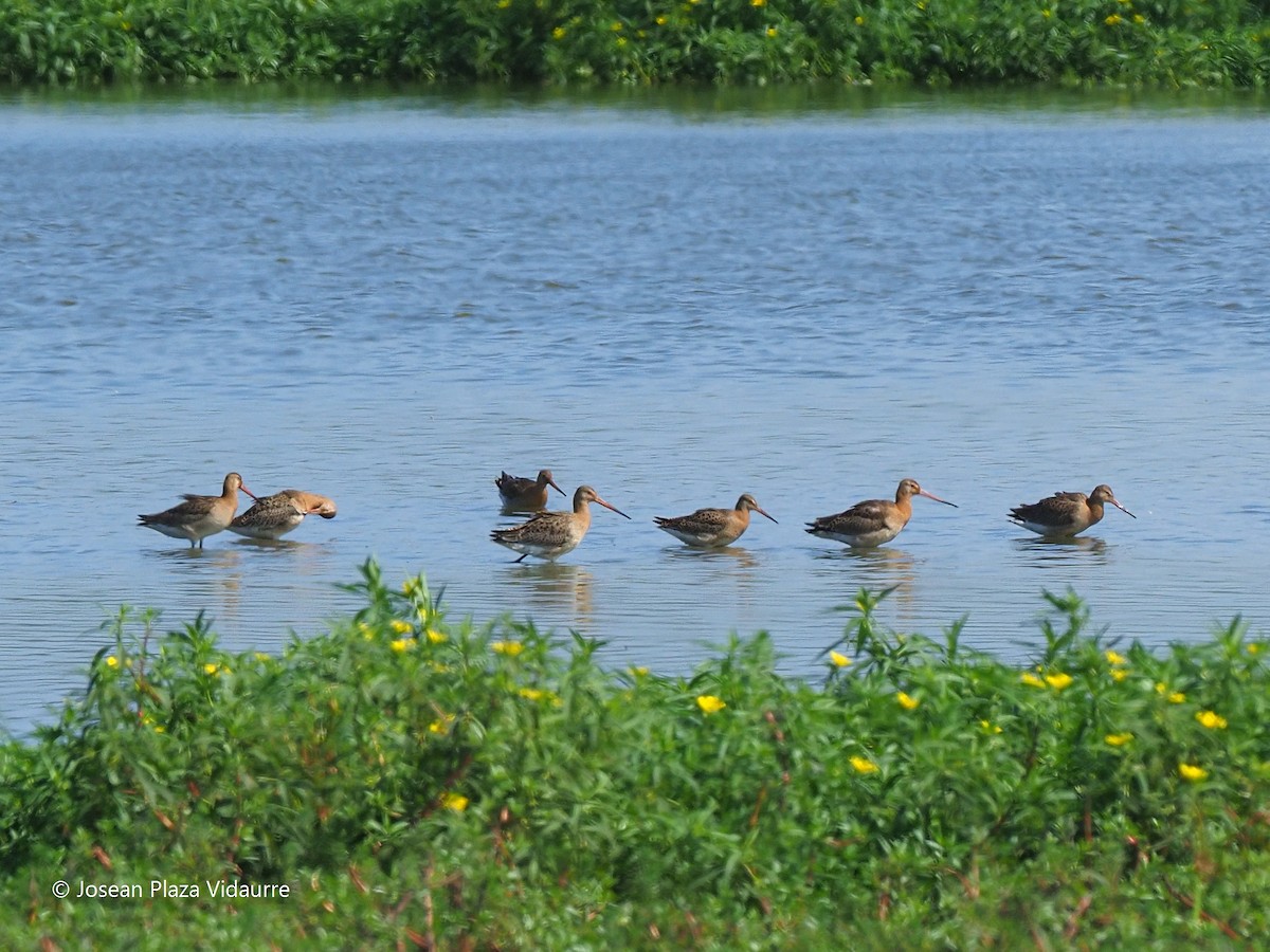 Black-tailed Godwit - ML368476221