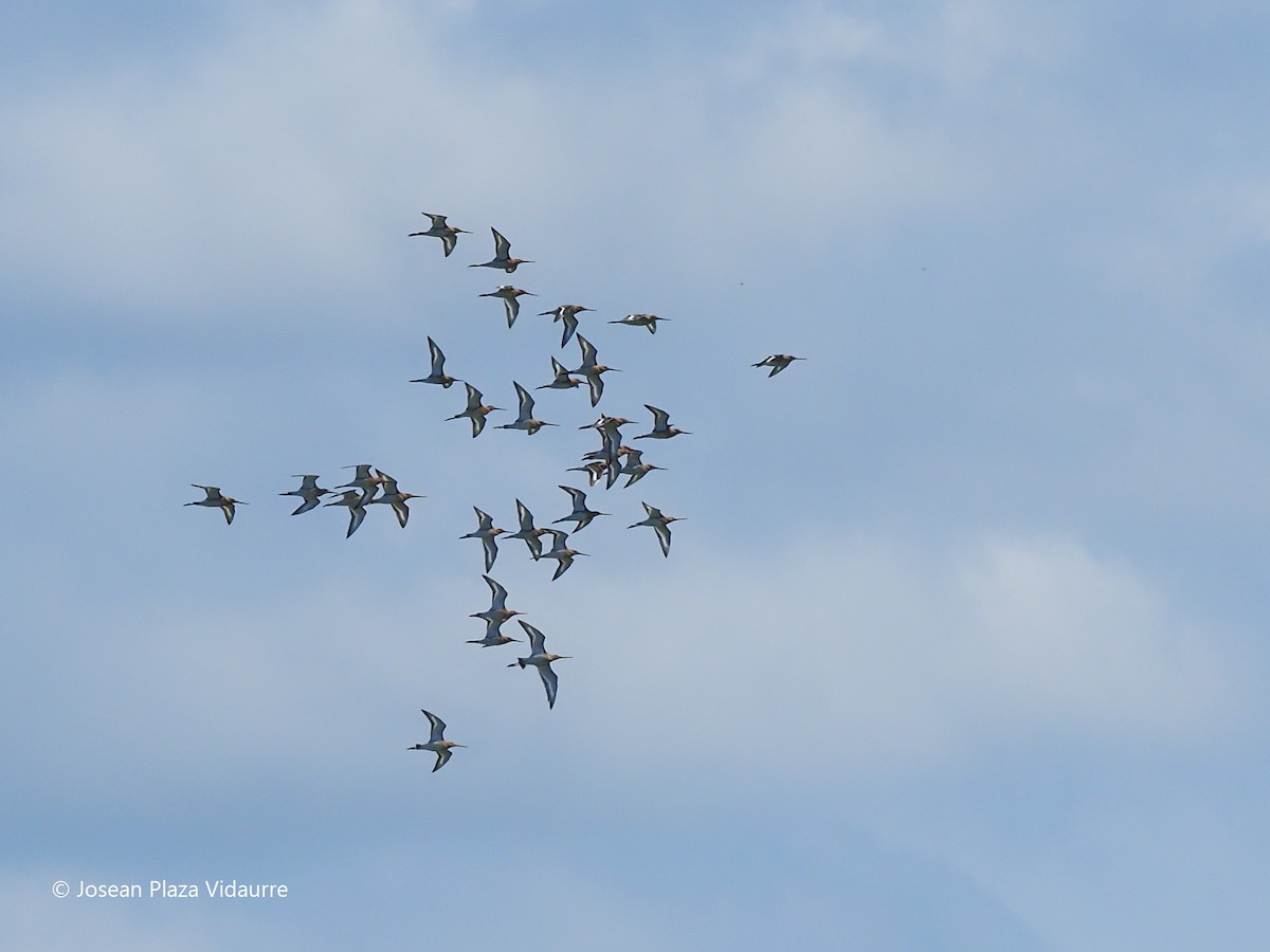 Black-tailed Godwit - ML368476271