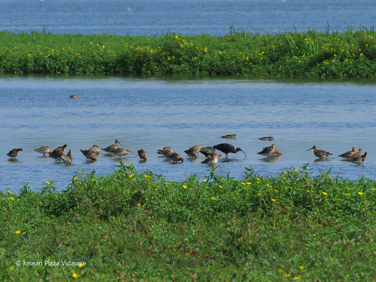 Black-tailed Godwit - ML368476291