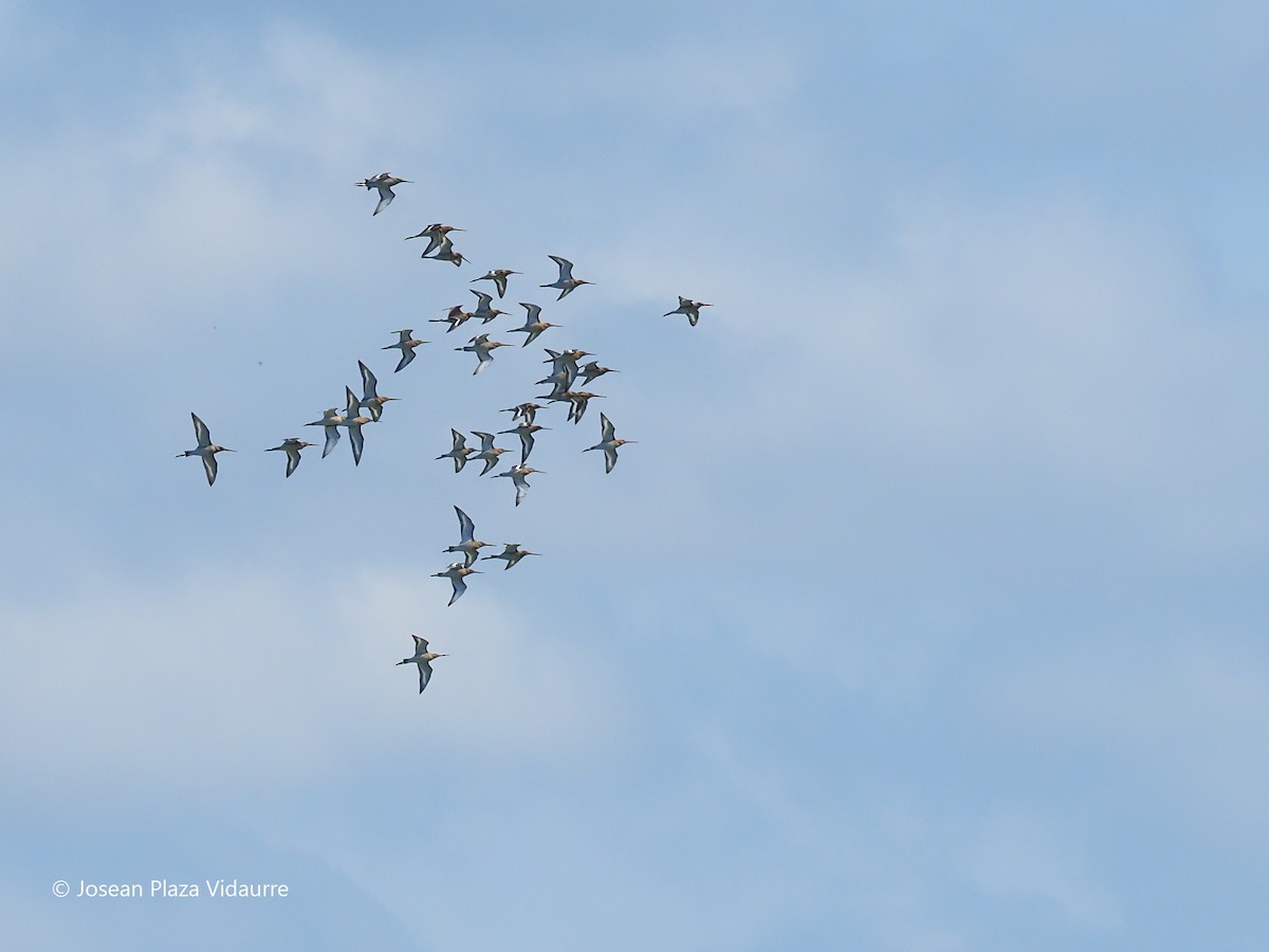 Black-tailed Godwit - ML368476301