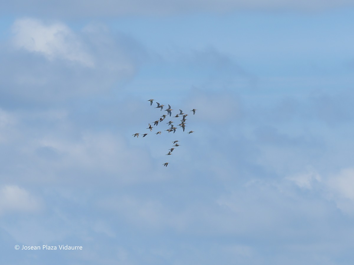 Black-tailed Godwit - ML368476371