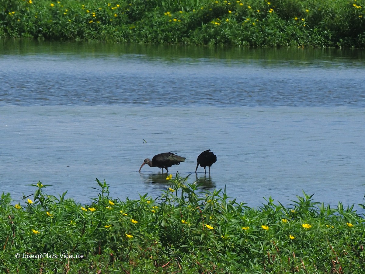 ibis hnědý - ML368476581