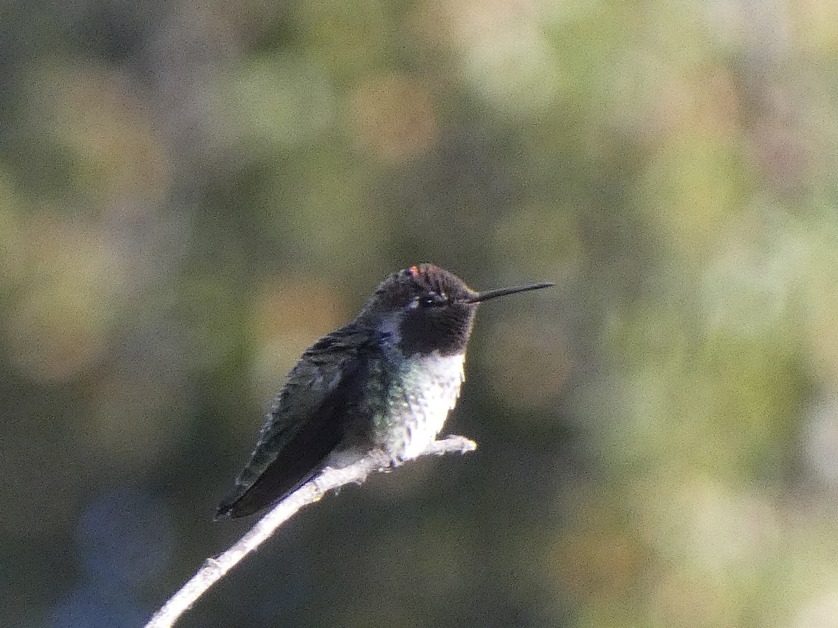 Anna's Hummingbird - ML368476591