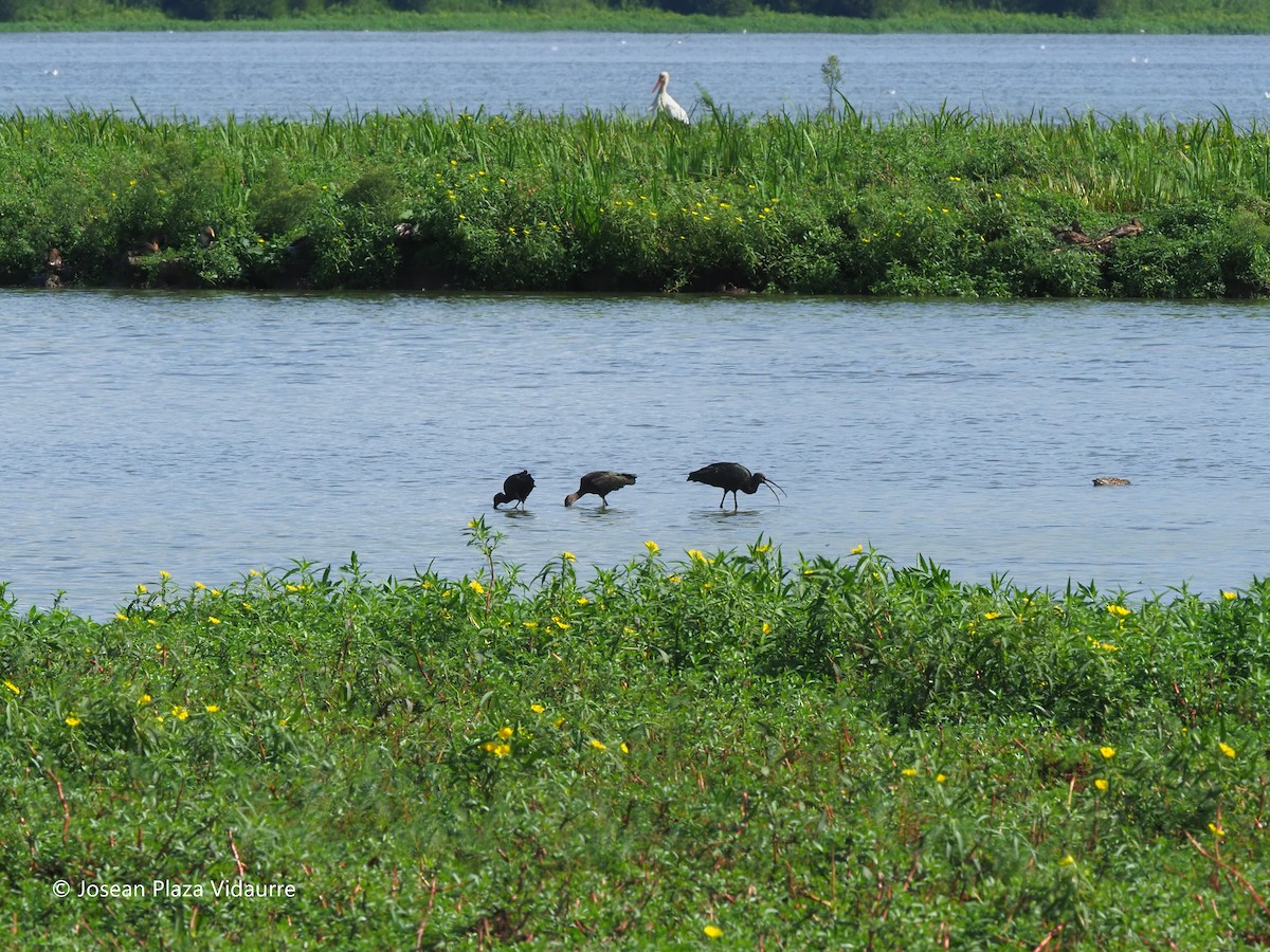 Glossy Ibis - ML368476621