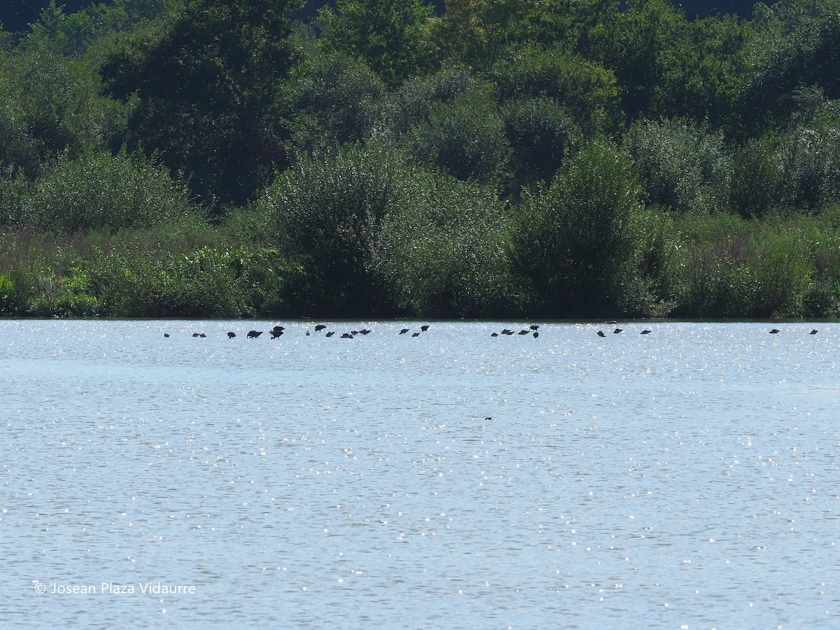 Glossy Ibis - ML368476631