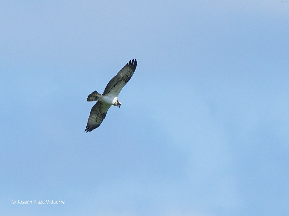 Falco pescatore - ML368476691