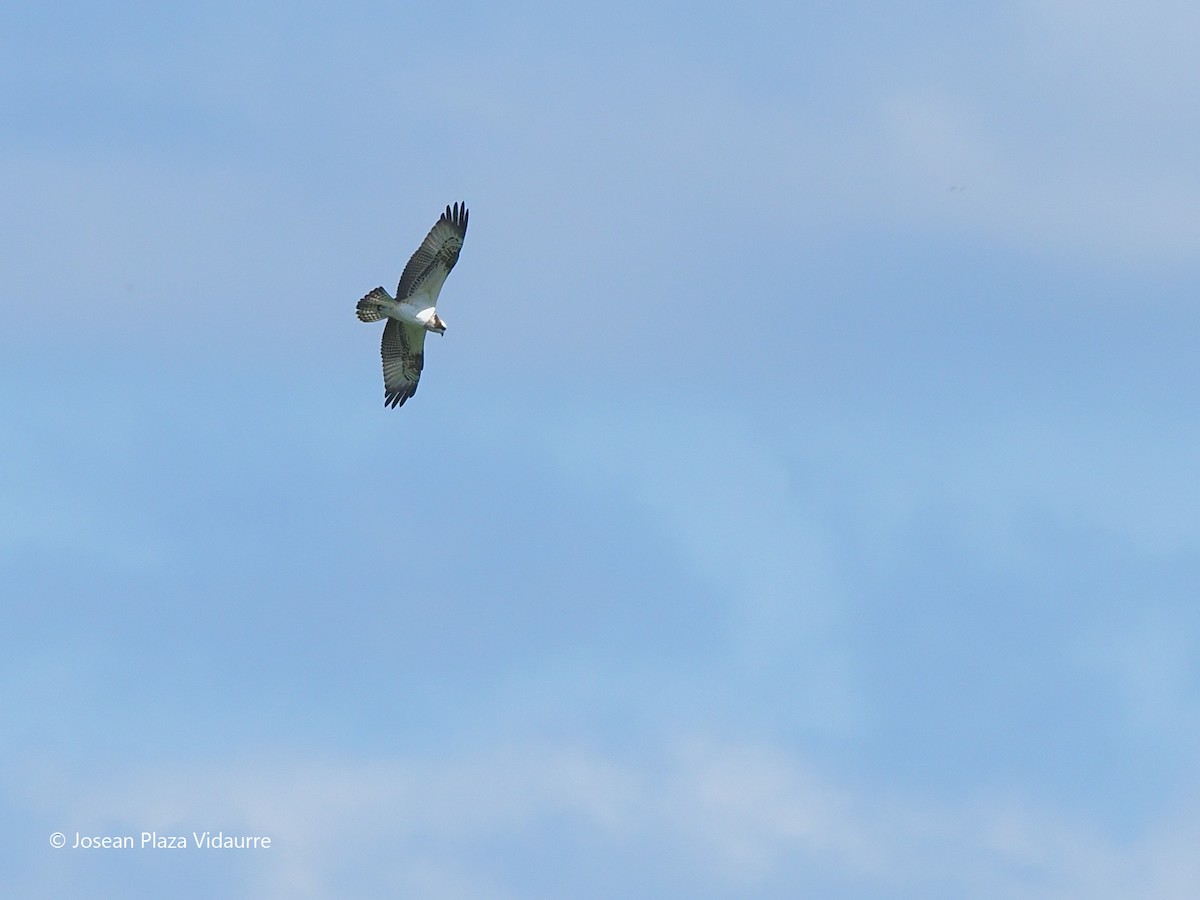 Osprey - Josean PLAZA VIDAURRE