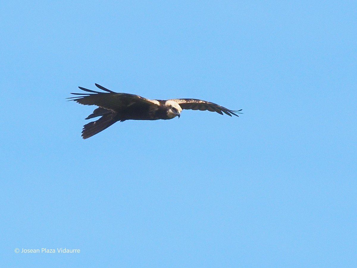 Western Marsh Harrier - ML368476961