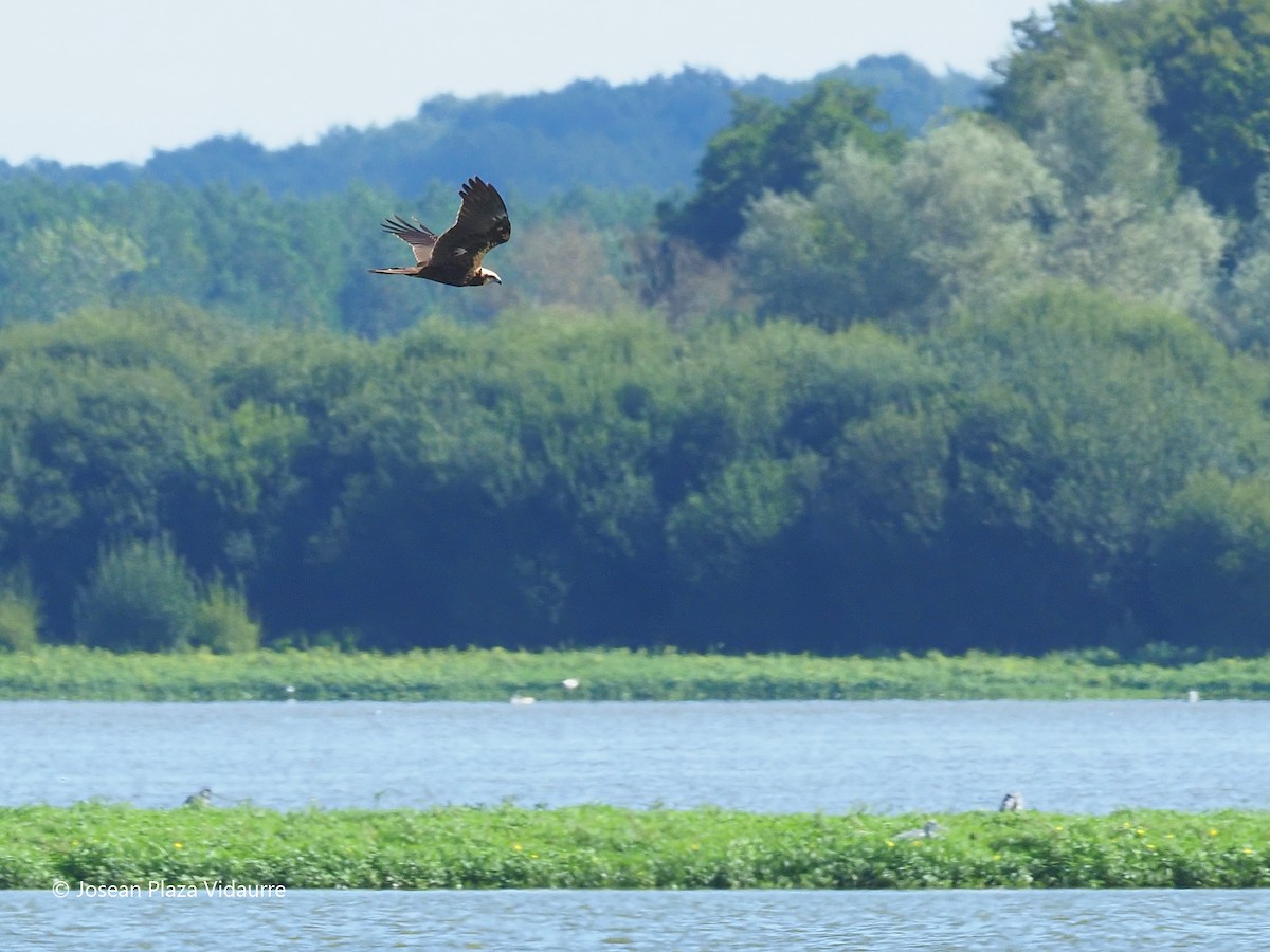 Western Marsh Harrier - ML368476981