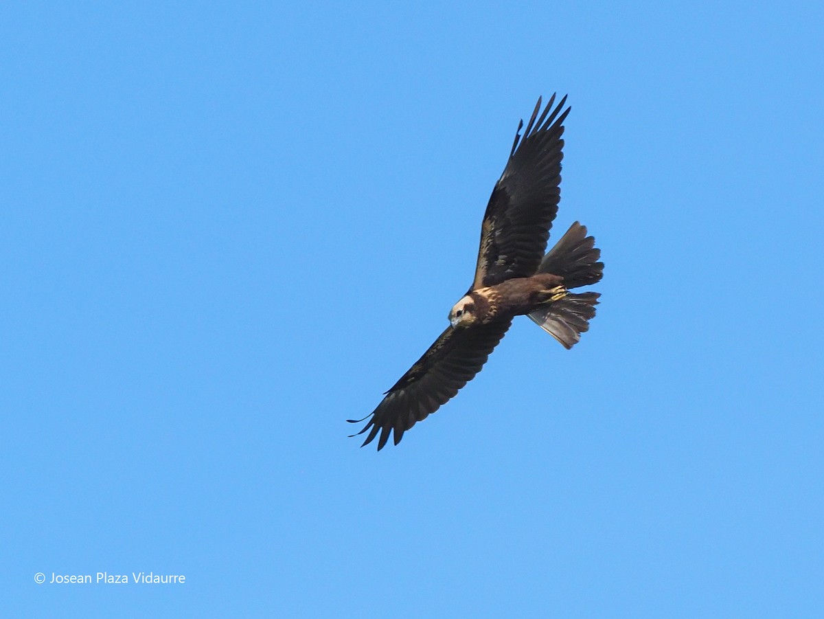 Western Marsh Harrier - ML368476991